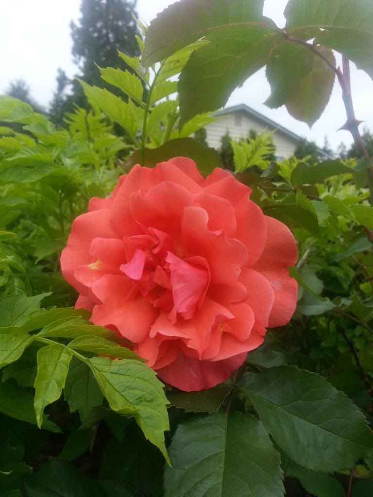  photo 20140525_094649_zpsj97dh2rm.jpg